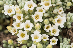Nolana crassulifolia