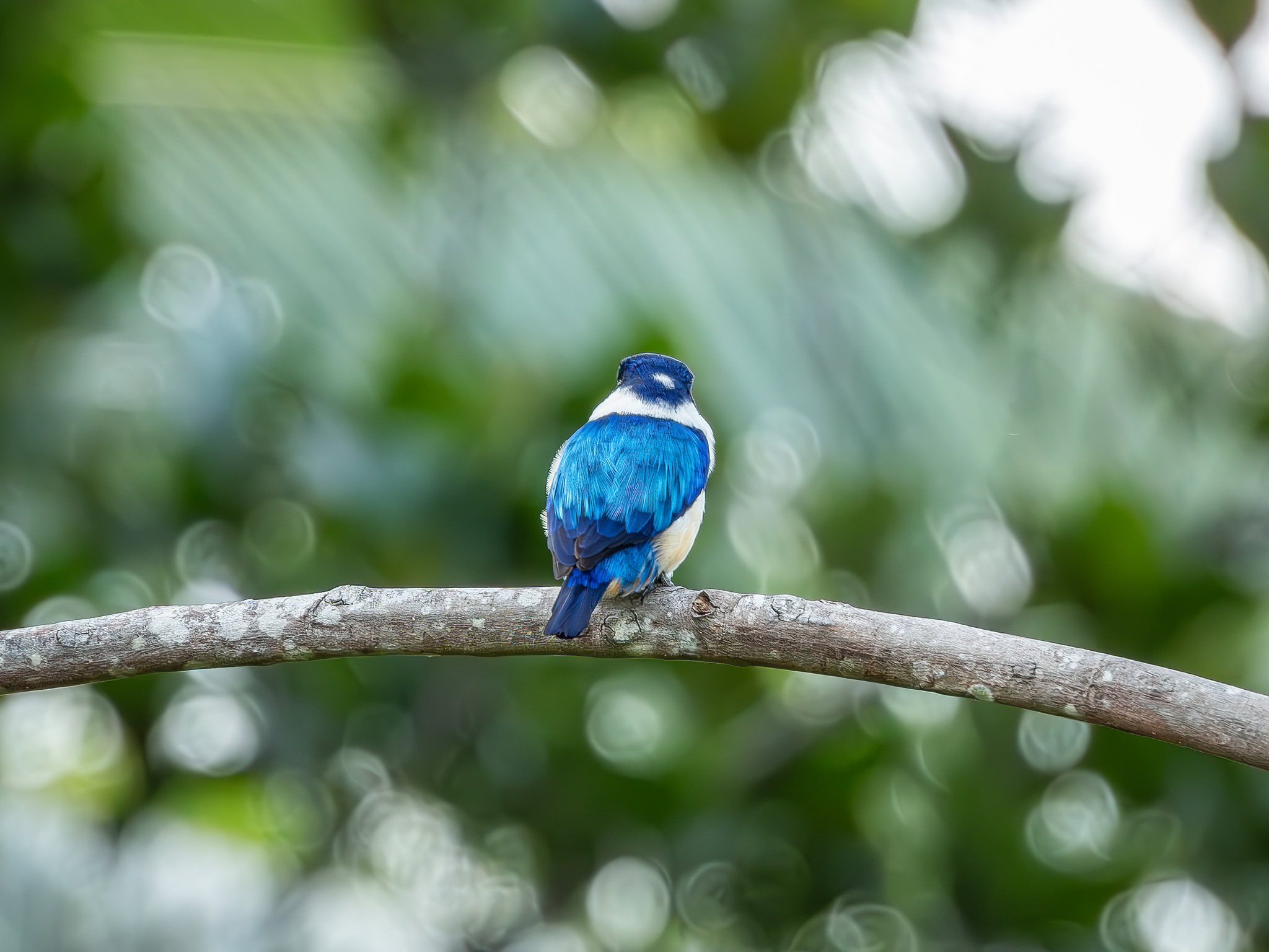 Blue-and-white Kingfisher (Todiramphus diops), photo 10