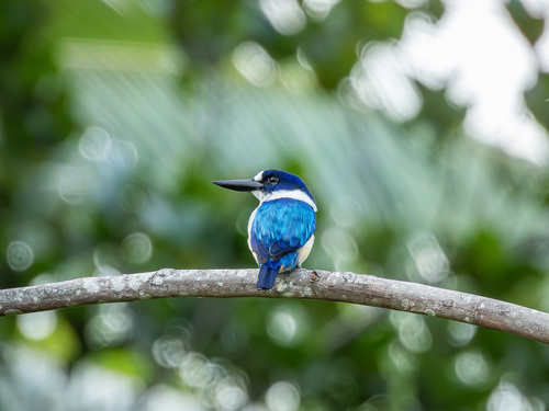 Blue-and-white Kingfisher (Todiramphus diops), photo 7