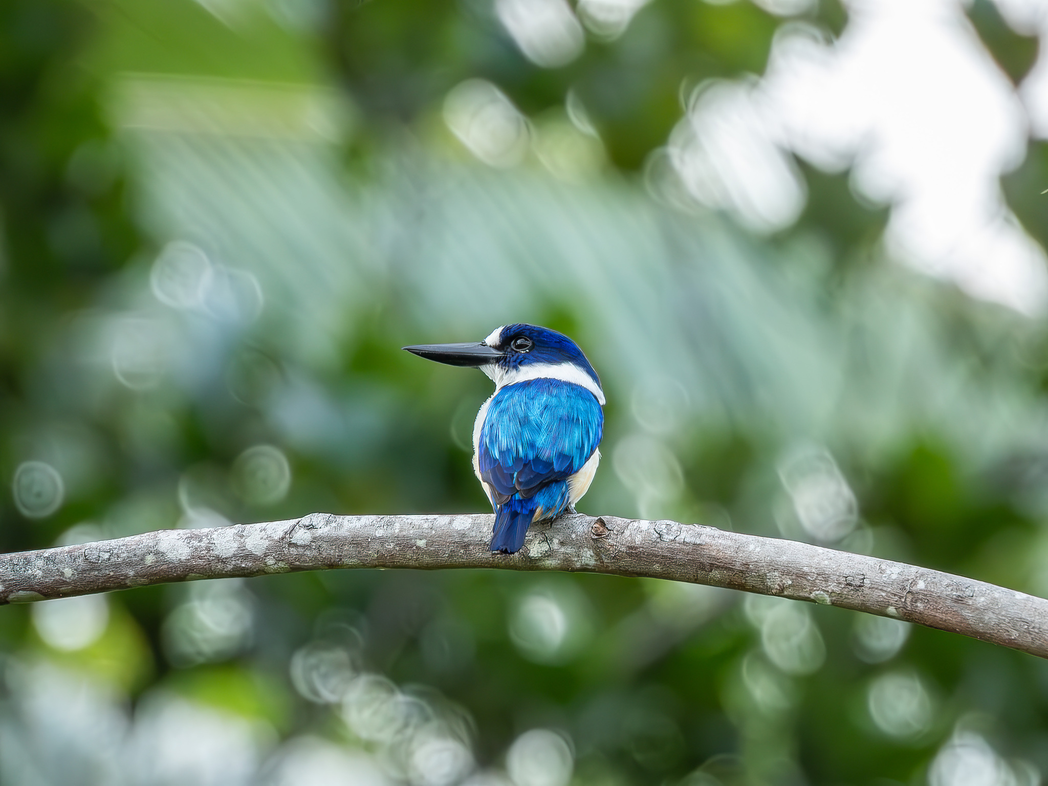 Blue-and-white Kingfisher (Todiramphus diops), photo 9