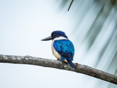 Blue-and-white Kingfisher (Todiramphus diops), photo 9