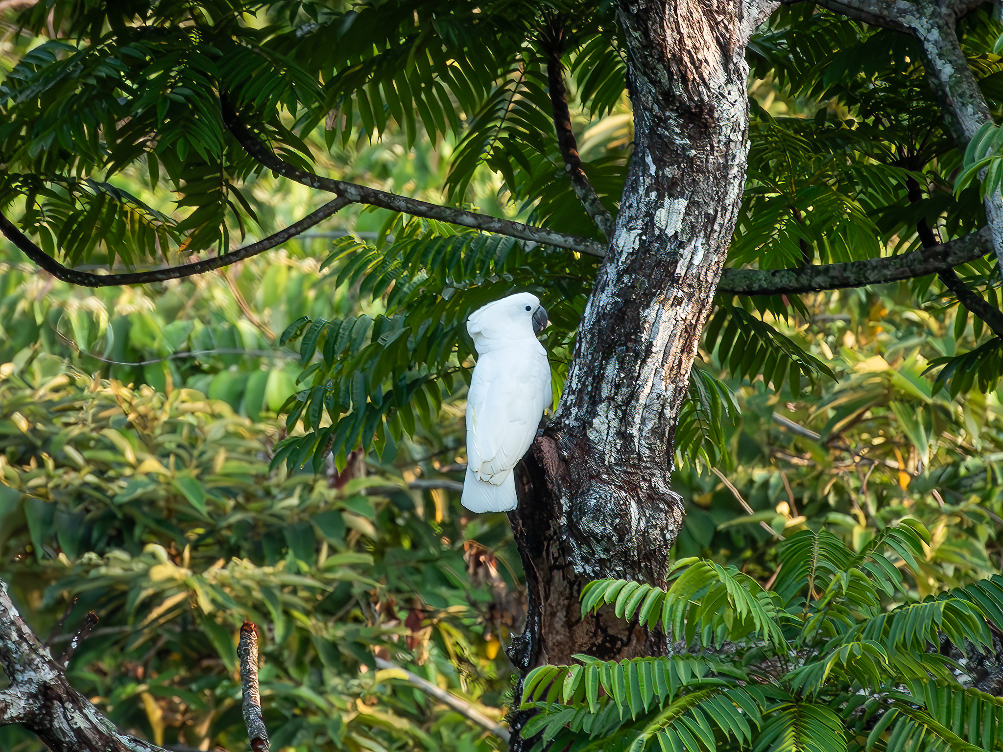 White Cockatoo (Cacatua alba), photo 3