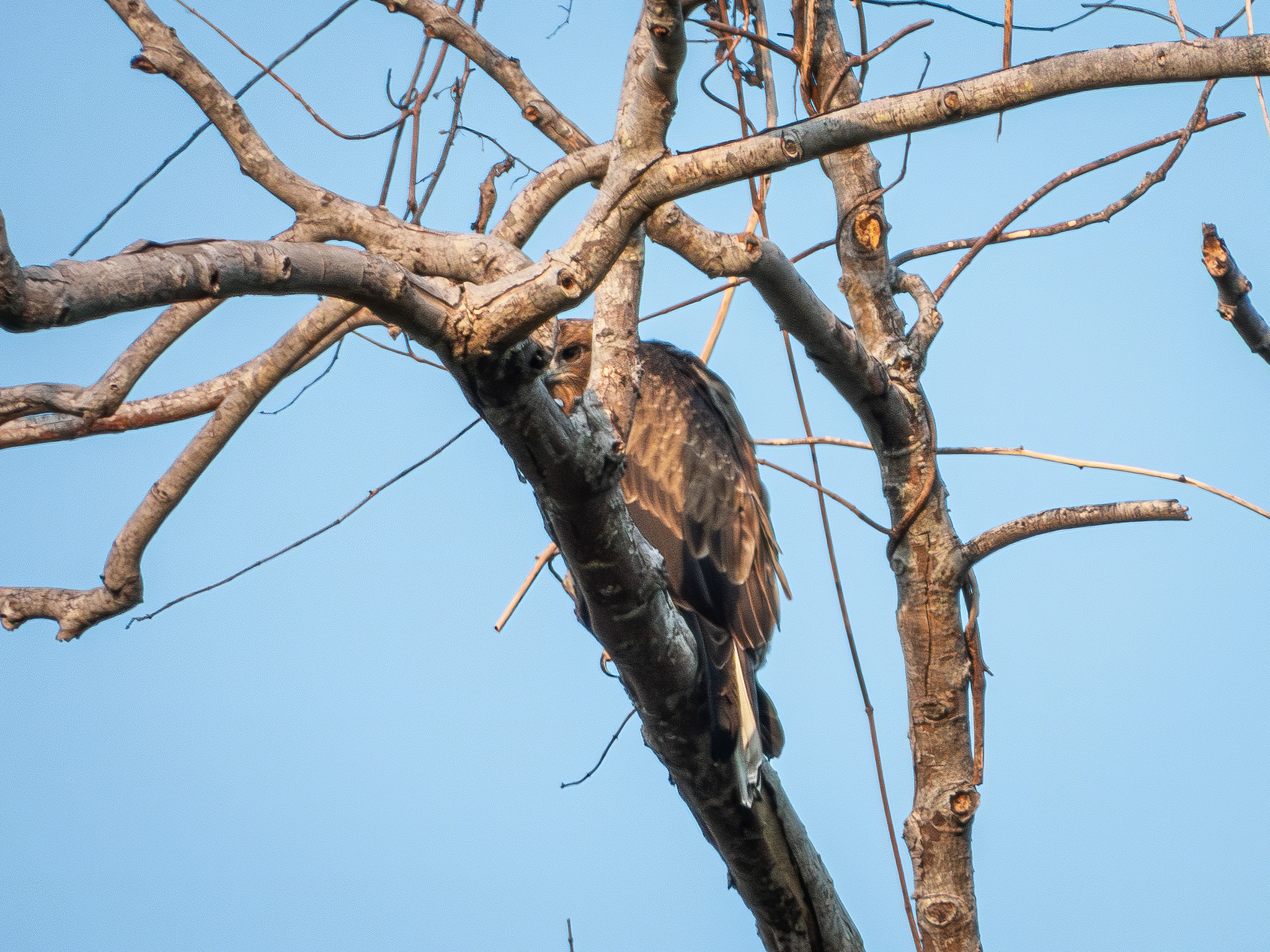 Pygmy Eagle (Hieraaetus weiskei), photo 1