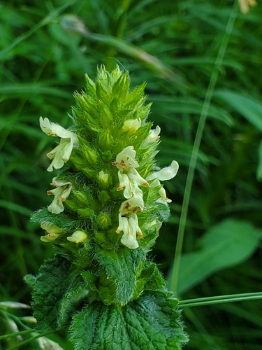 Betonica alopecuros (Betonica alopecuros)