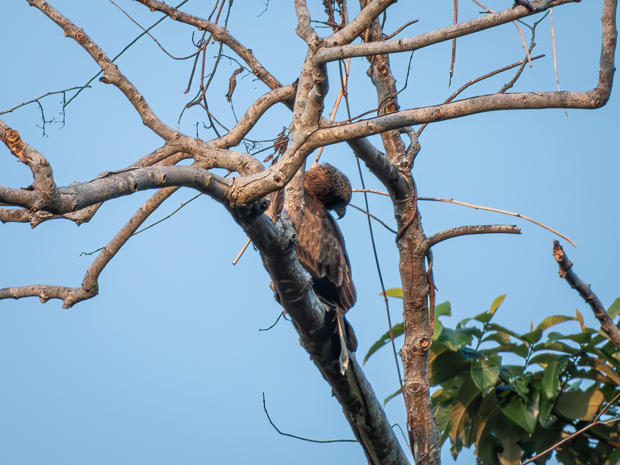 Pygmy Eagle (Hieraaetus weiskei), photo 2