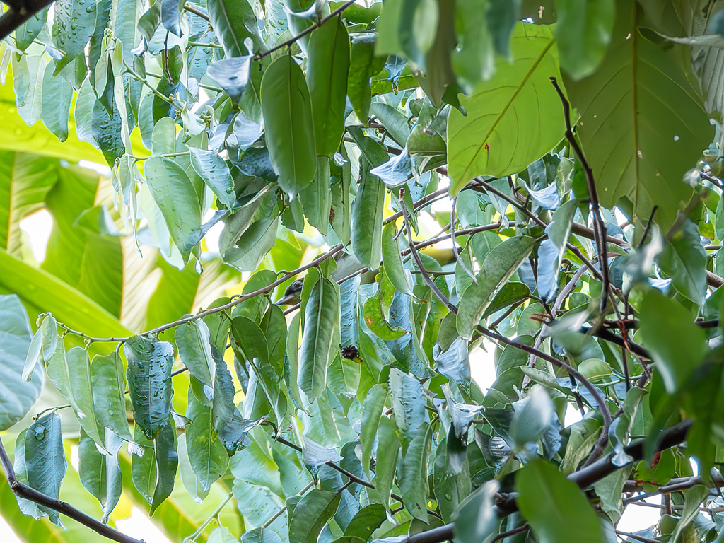 Kacamata halmahera (Zosterops atriceps)
