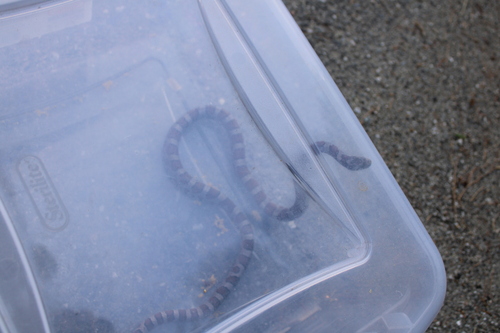 Eastern Milksnake photographed in Maine