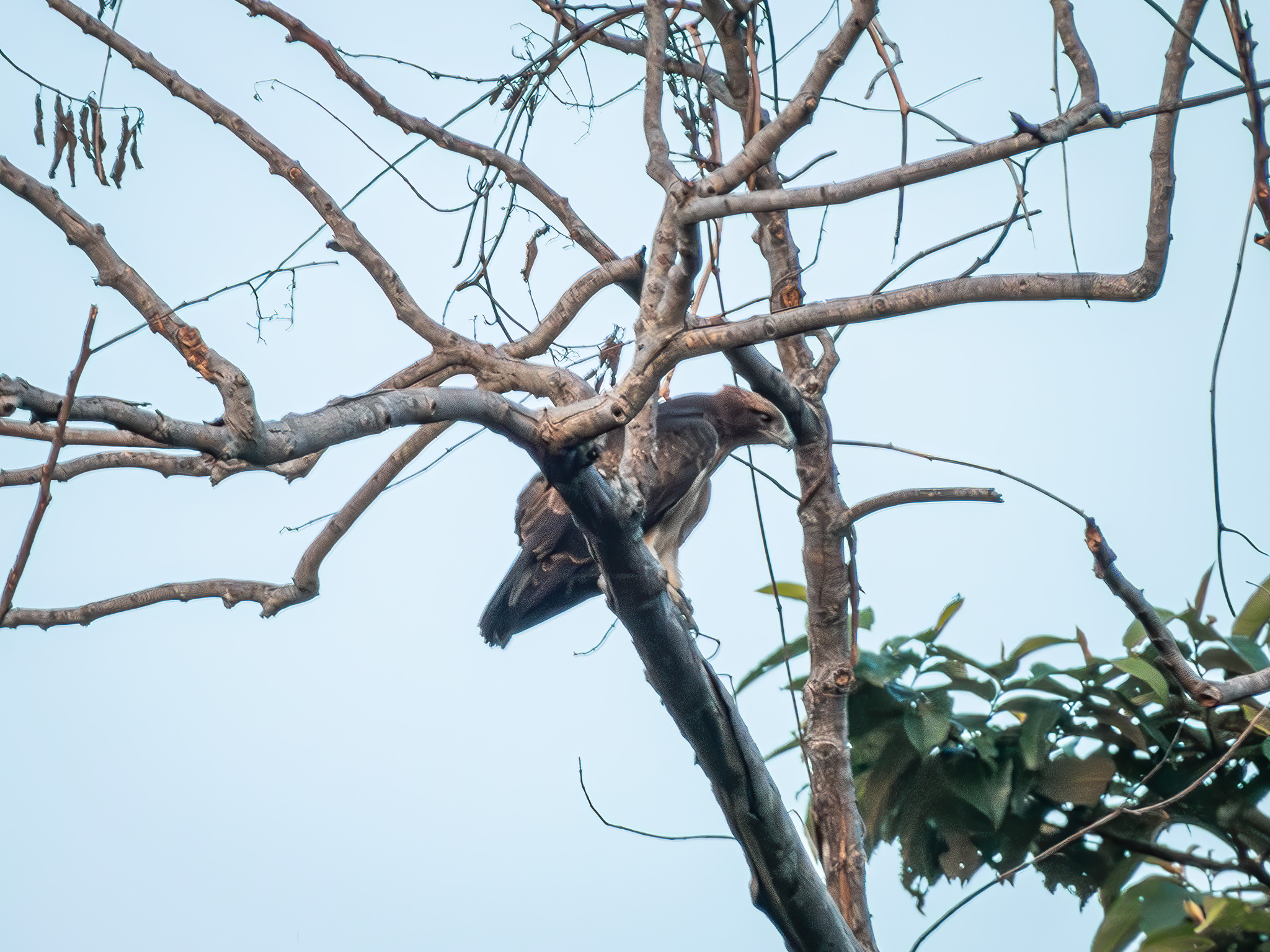 Pygmy Eagle (Hieraaetus weiskei), photo 3