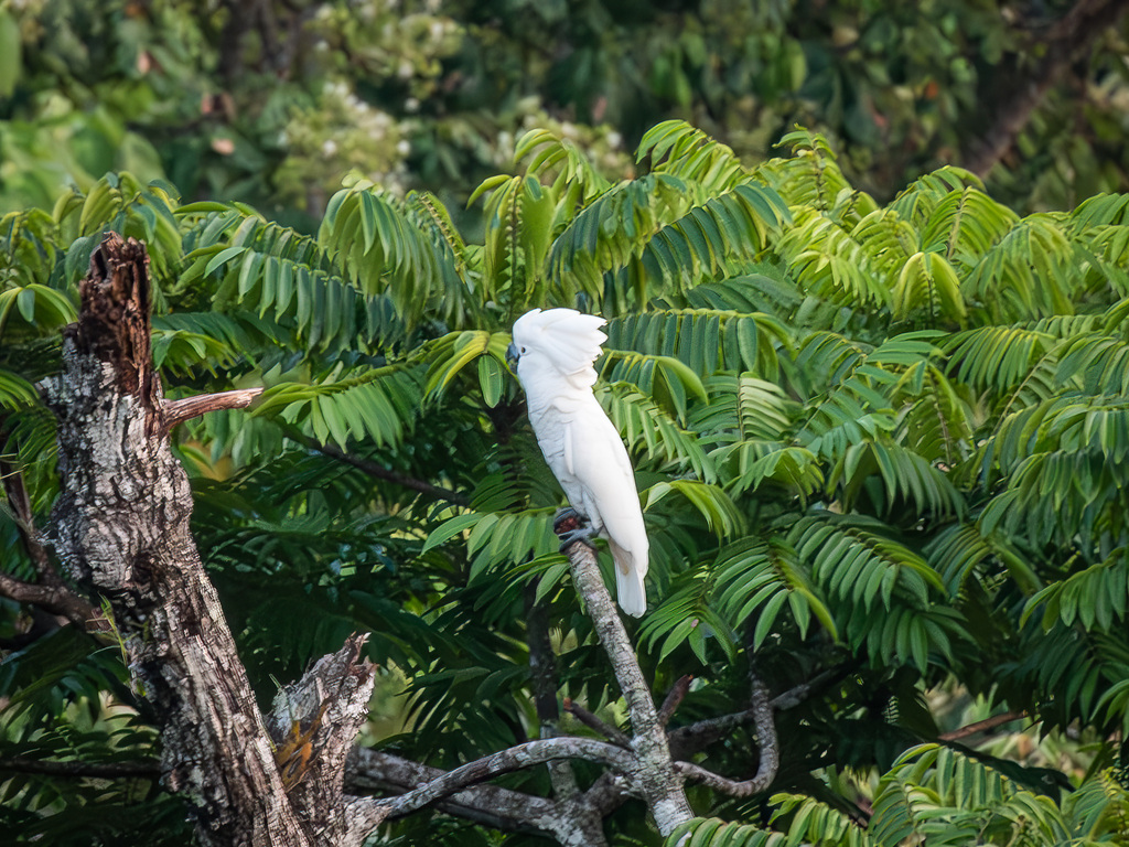 Umbrella Cockatoo (Cacatua alba)