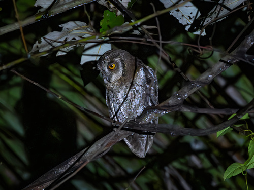 Moluccan Scops Owl (Otus magicus)
