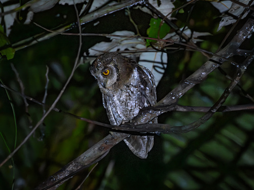 Moluccan Scops Owl (Otus magicus), photo 4