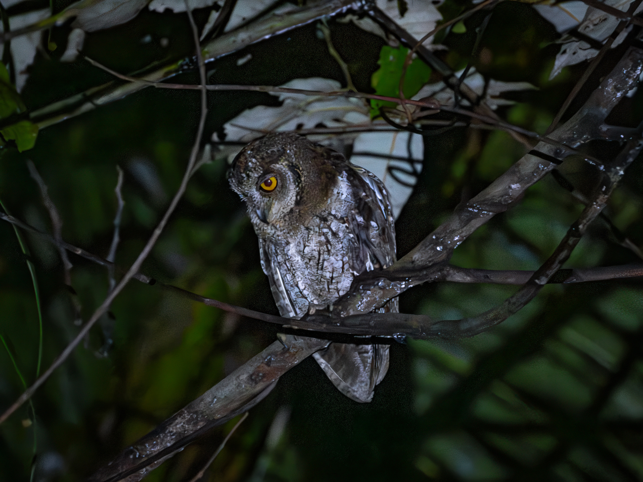 Moluccan Scops Owl (Otus magicus), photo 2