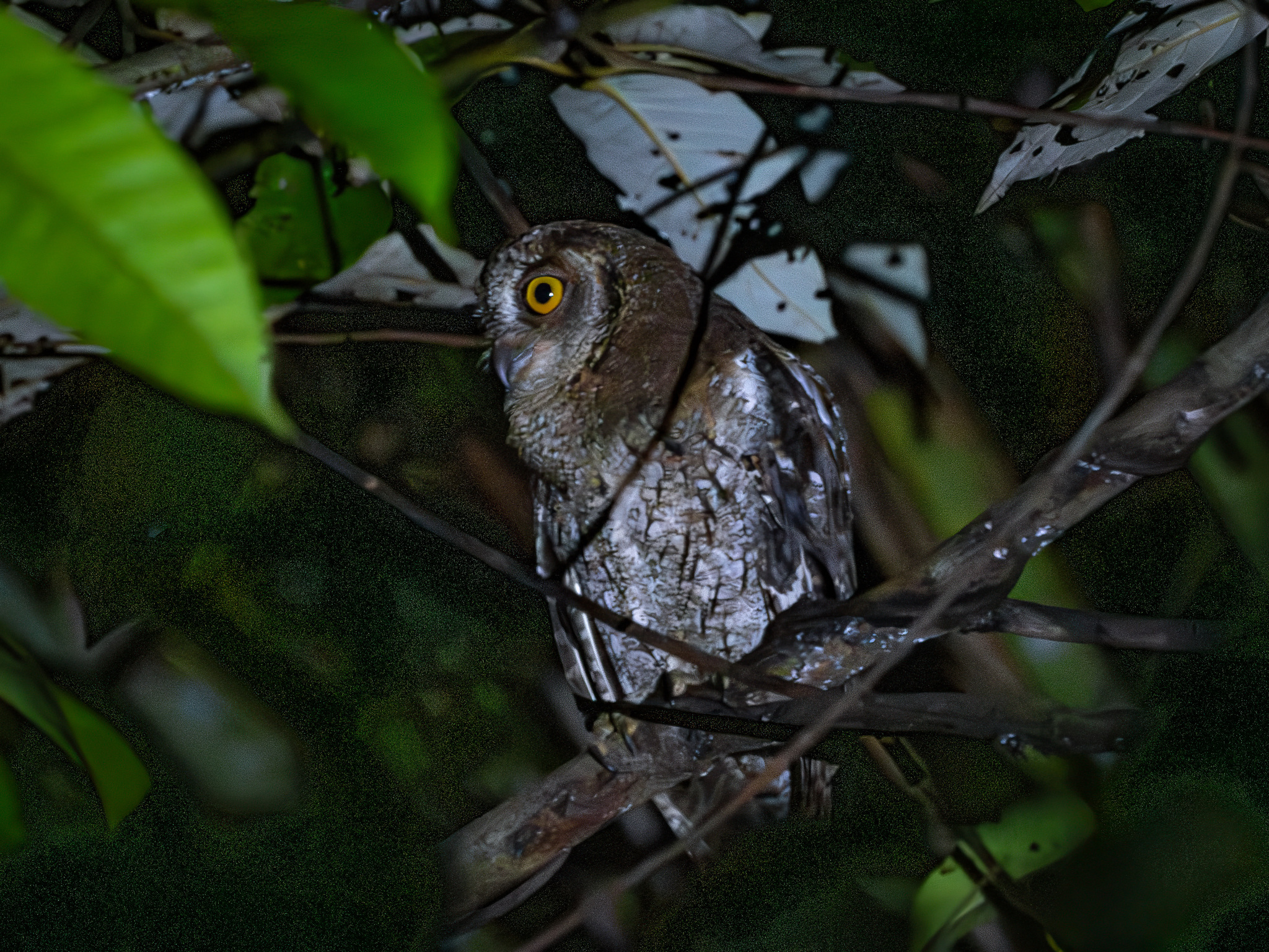 Moluccan Scops Owl (Otus magicus), photo 3
