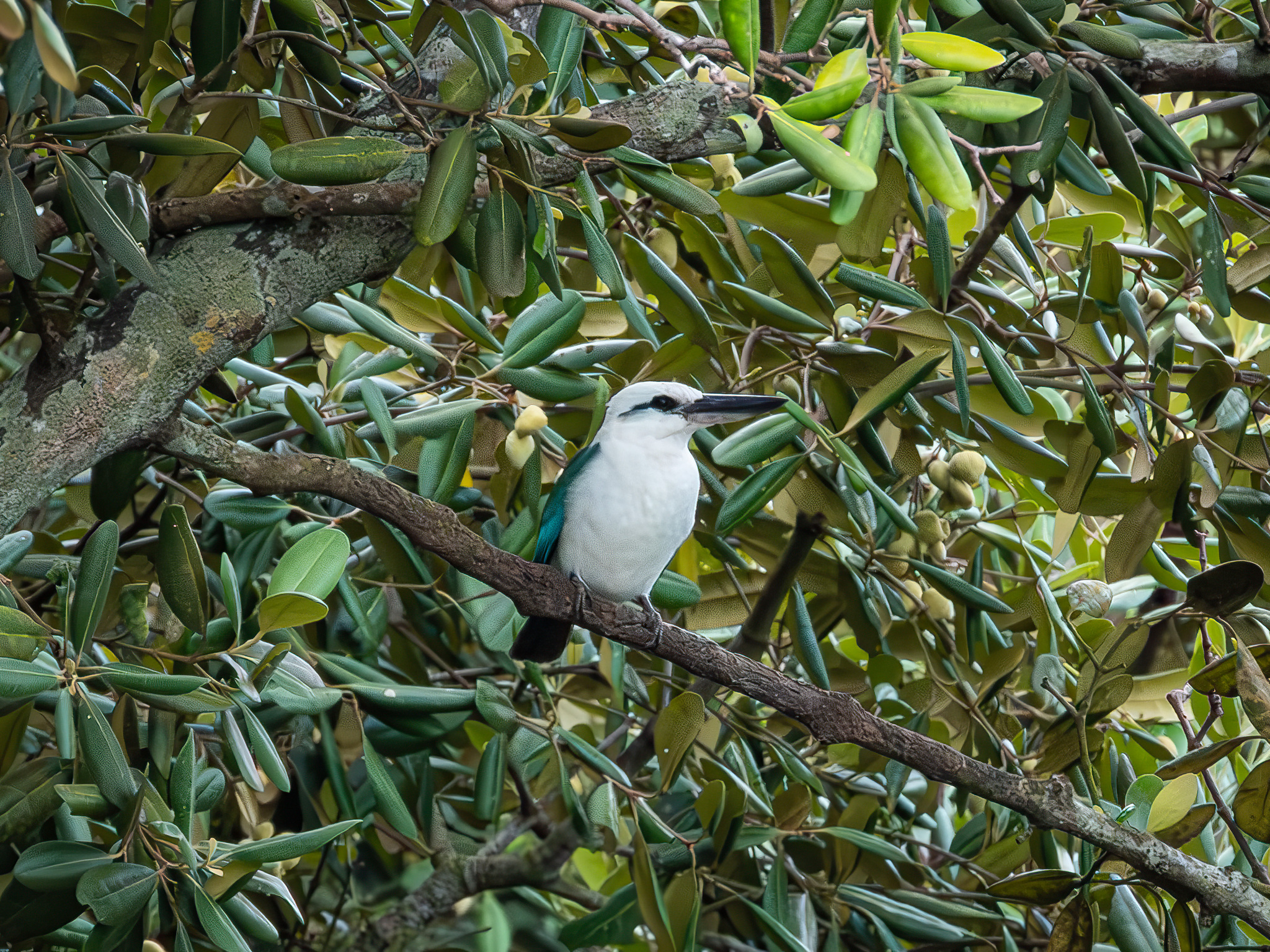 Beach Kingfisher (Todiramphus saurophagus), photo 10