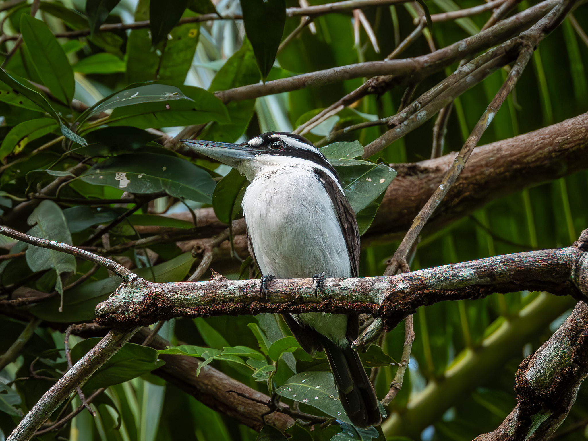 Sombre Kingfisher (Todiramphus funebris), photo 1