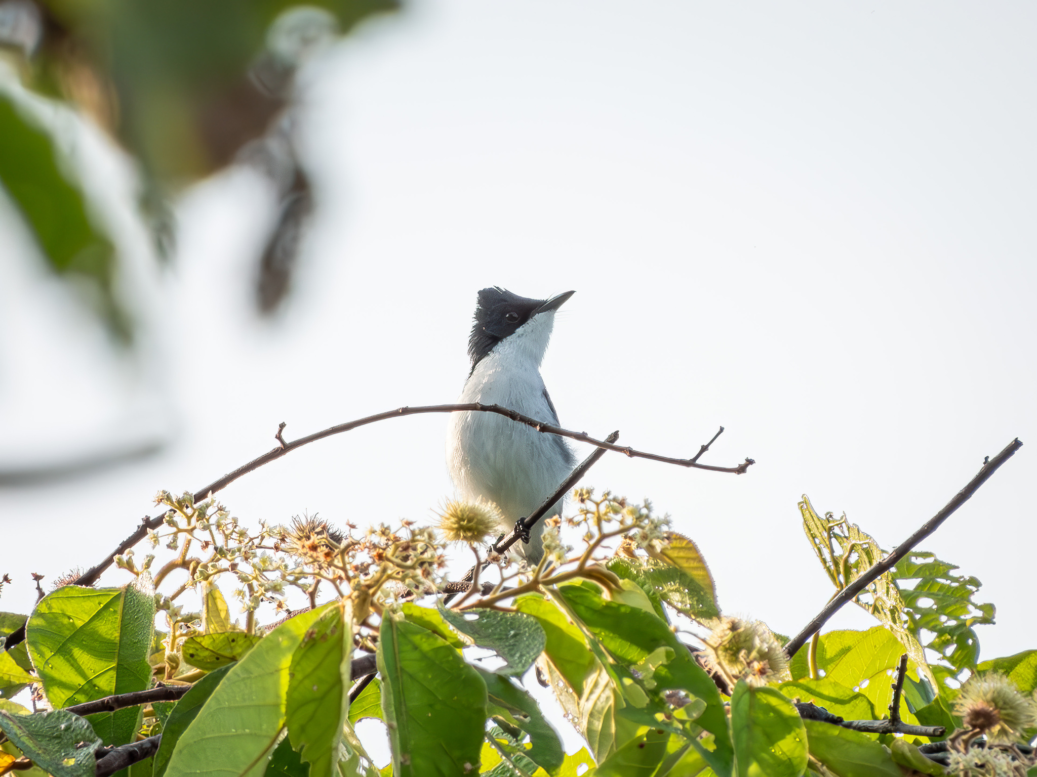 Moluccan Flycatcher (Myiagra galeata), photo 4