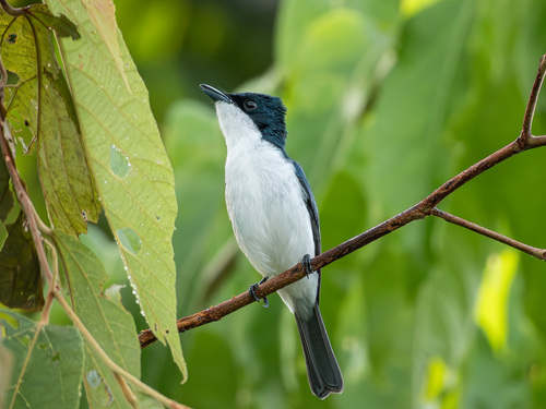 Moluccan Flycatcher (Myiagra galeata), photo 2