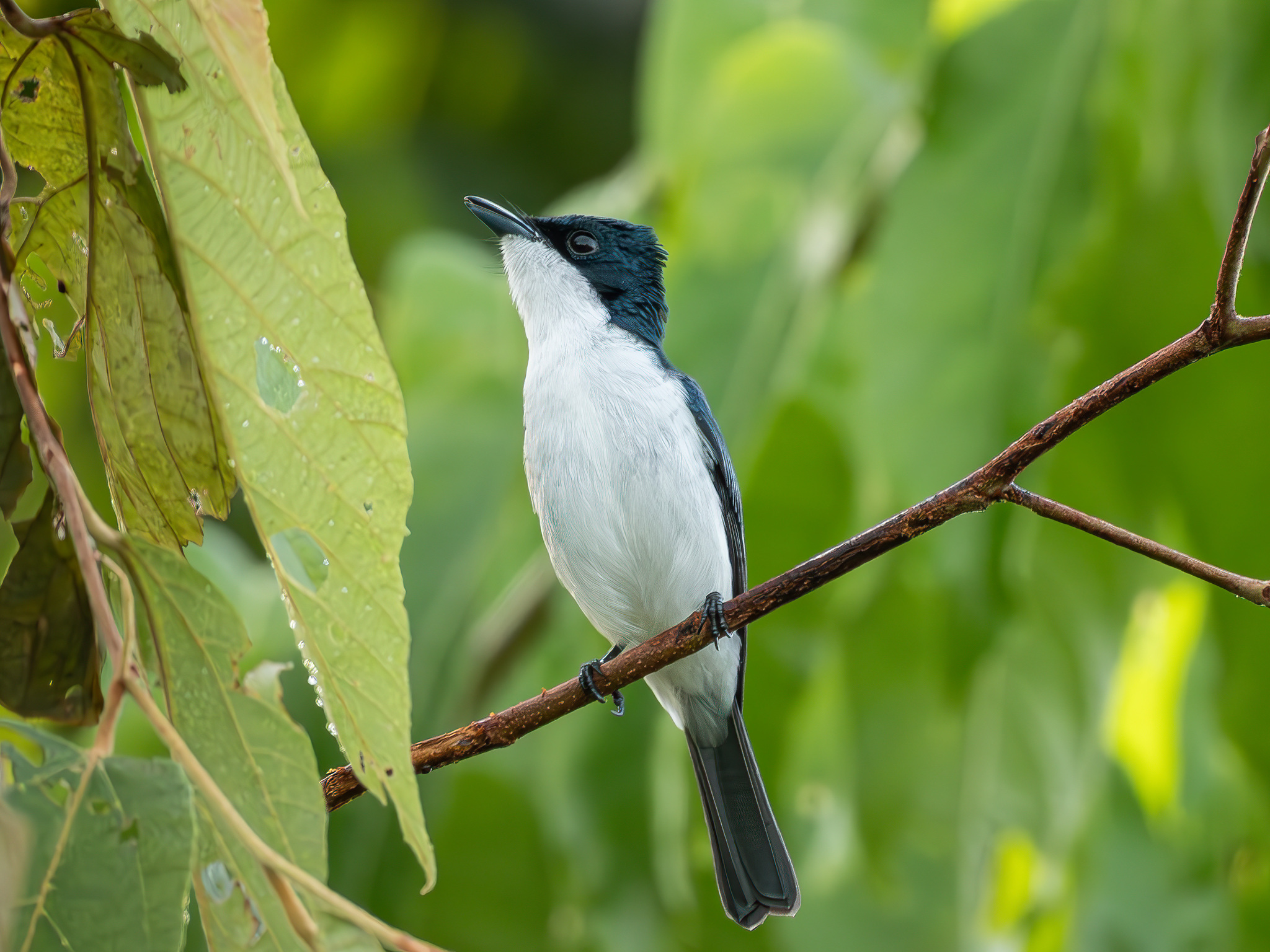 Moluccan Flycatcher (Myiagra galeata), photo 2