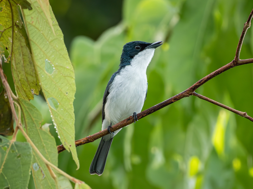 Dark-grey Flycatcher (Myiagra galeata)