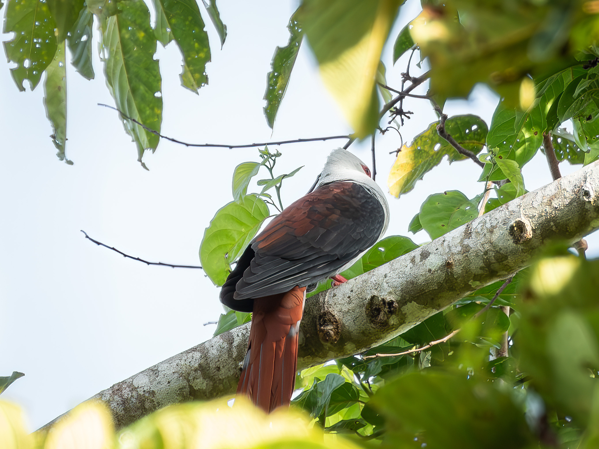 Great Cuckoo-Dove (Reinwardtoena reinwardti), photo 9