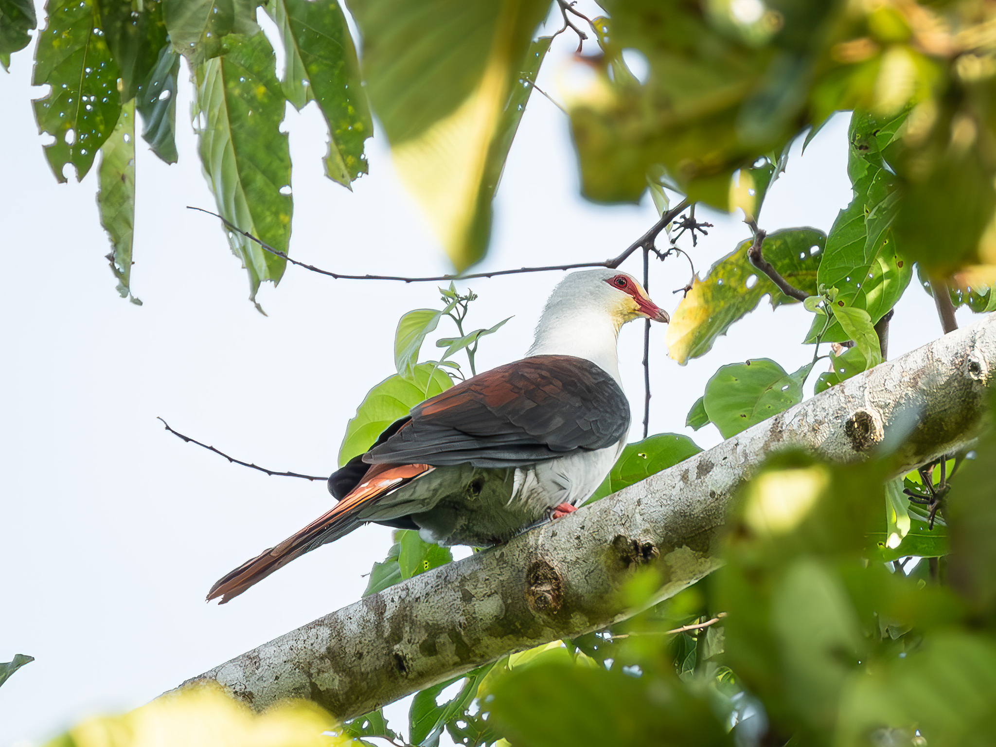 Great Cuckoo-Dove (Reinwardtoena reinwardti), photo 2