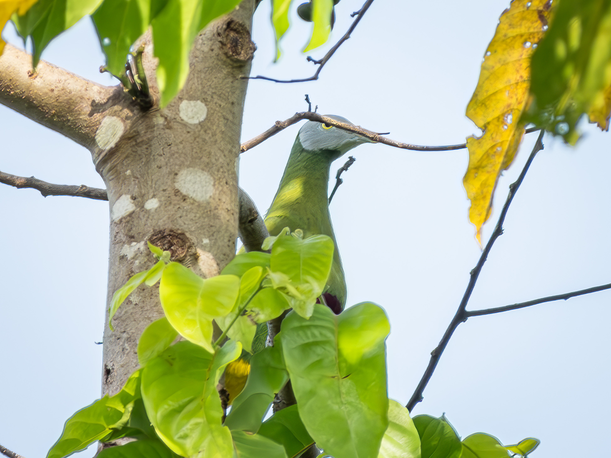 Grey-headed Fruit Dove (Ptilinopus hyogastrus), photo 7