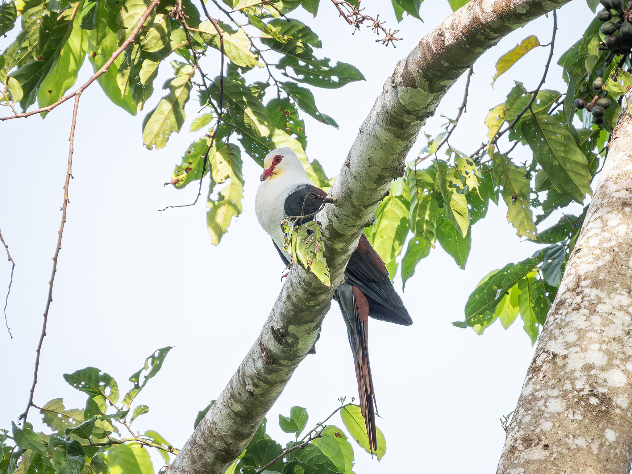 Great Cuckoo-Dove (Reinwardtoena reinwardti), photo 1