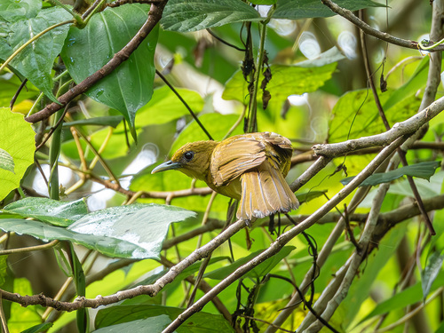 Halmahera Golden Bulbul (Hypsipetes chloris), photo 5
