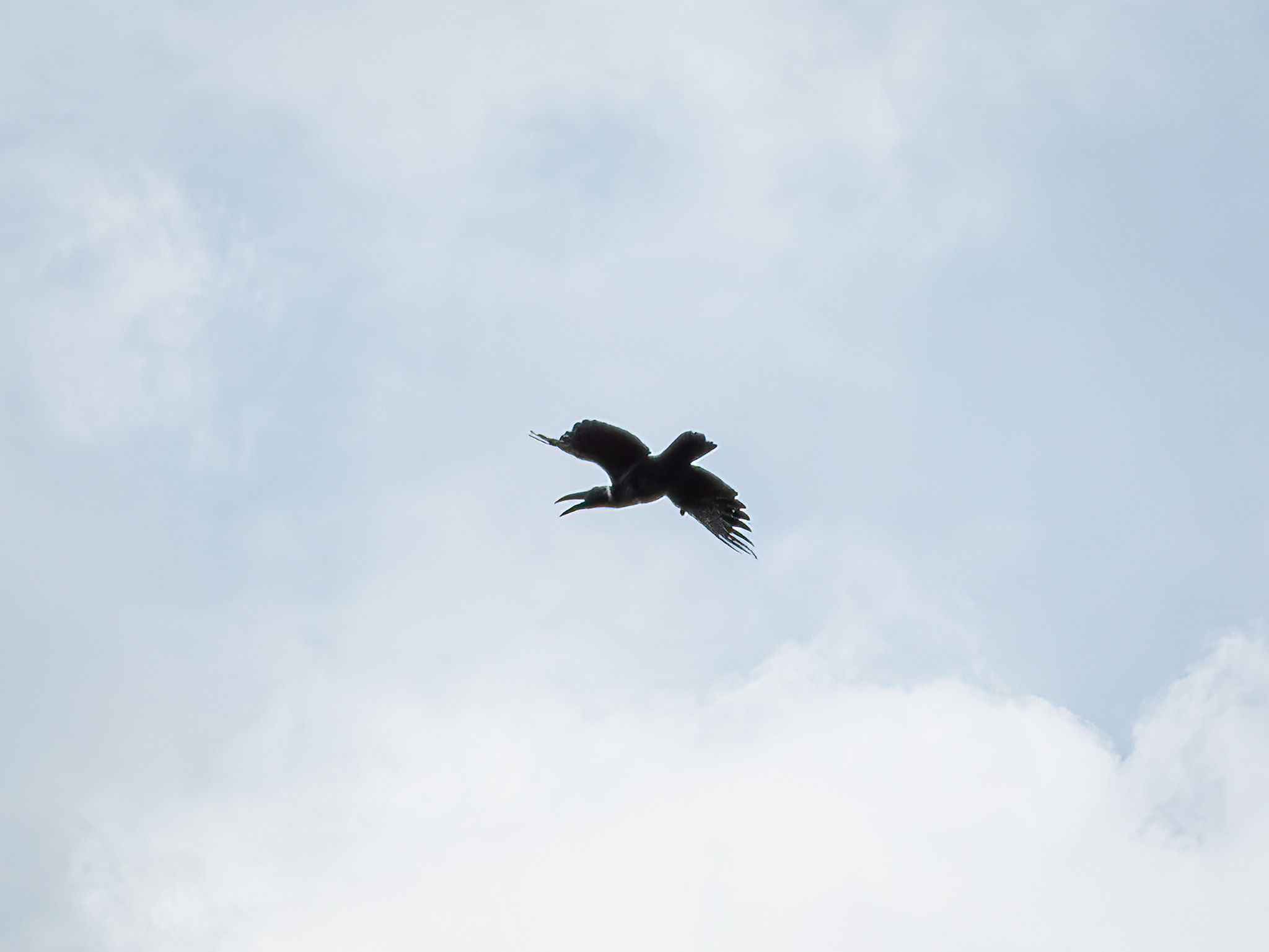 Long-billed Crow (Corvus validus), photo 1