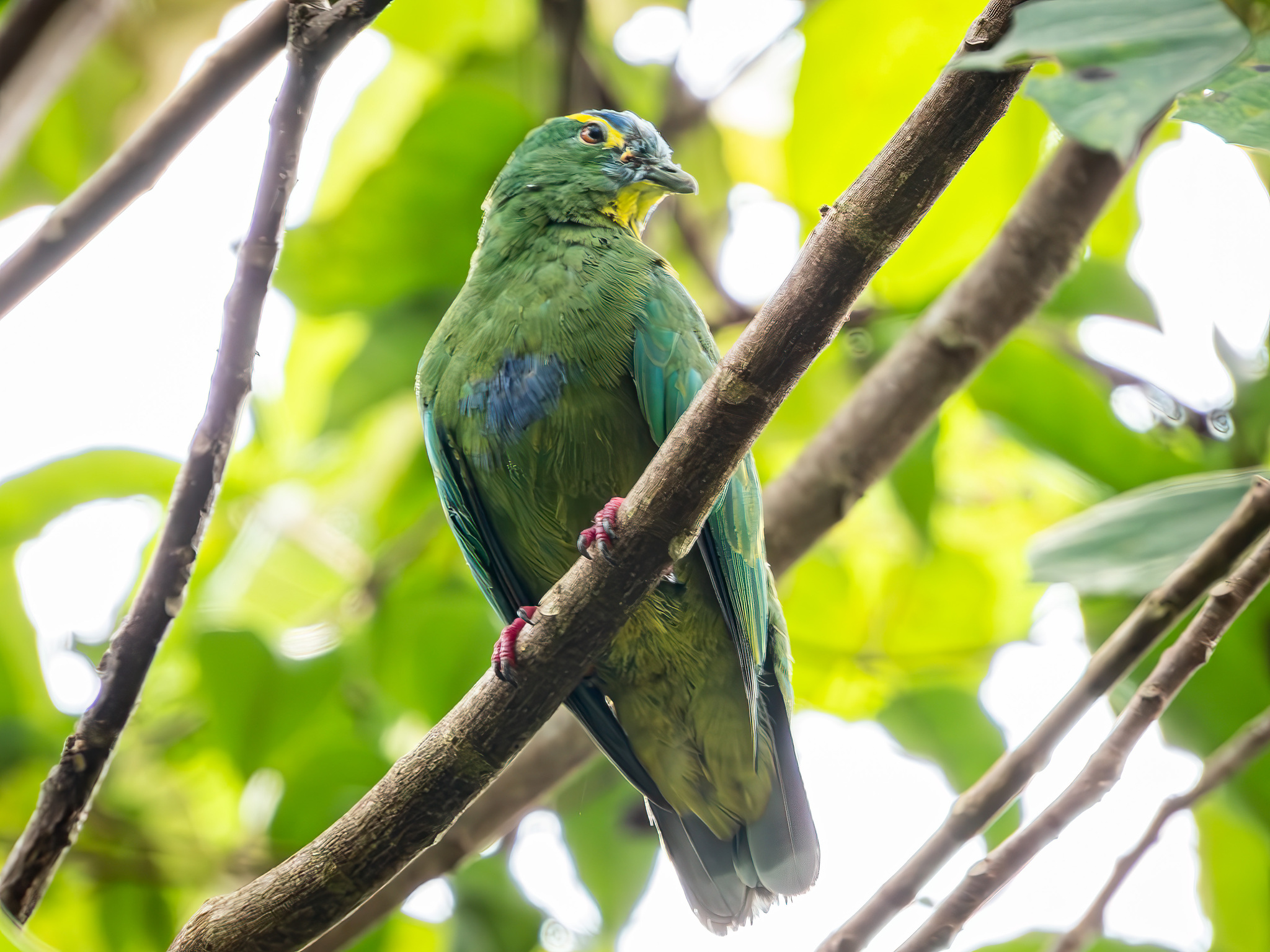 Blue-capped Fruit Dove (Ptilinopus monacha), photo 6
