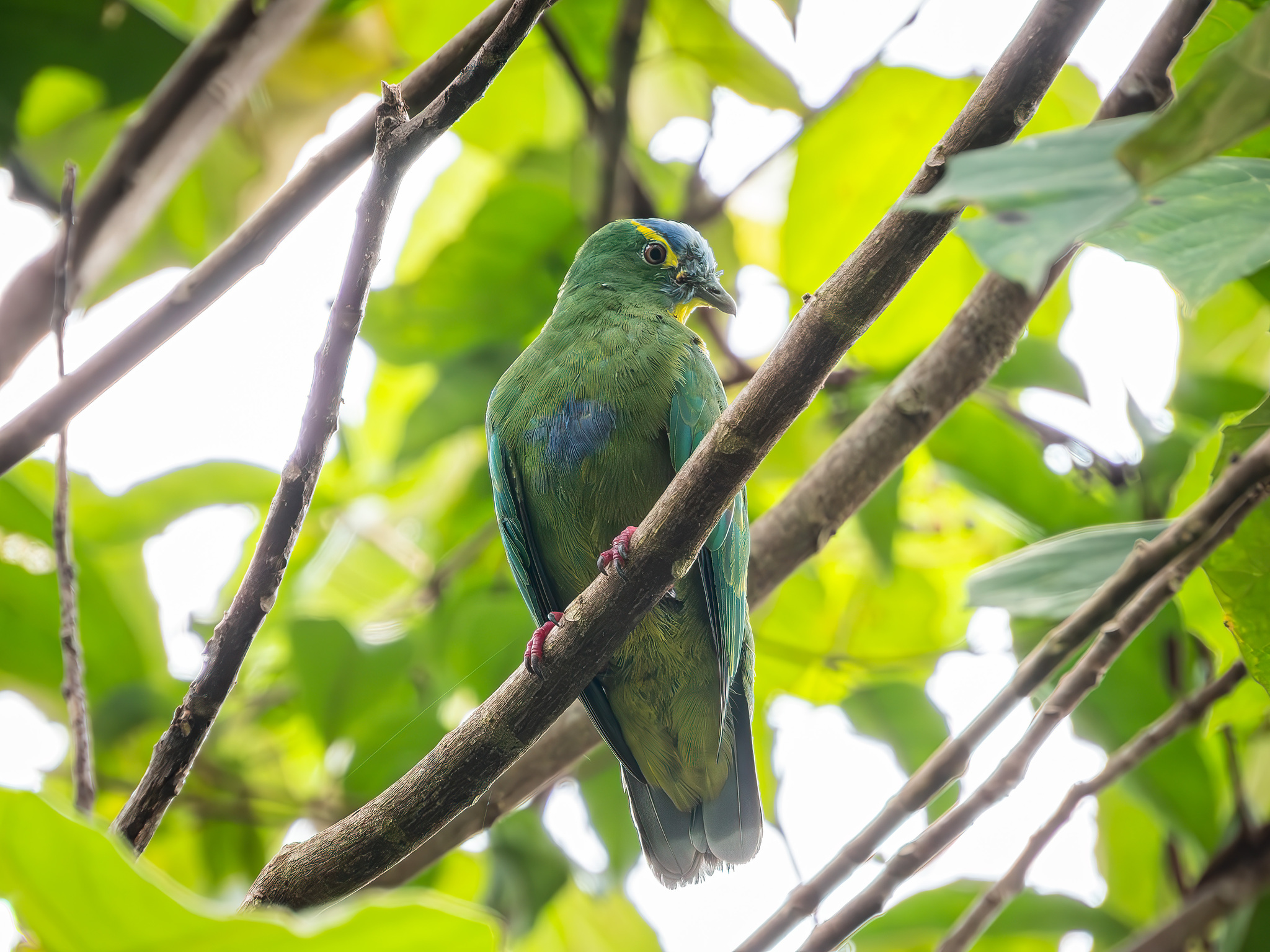 Blue-capped Fruit Dove (Ptilinopus monacha), photo 1