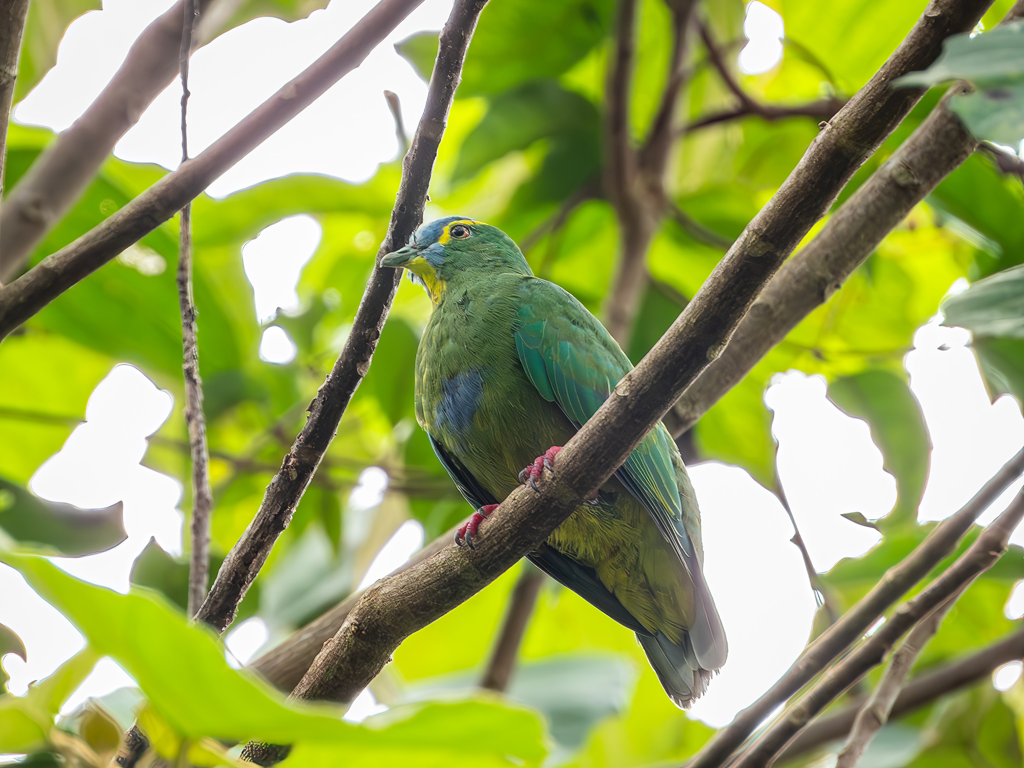 Blue-capped Fruit Dove (Ptilinopus monacha), photo 2