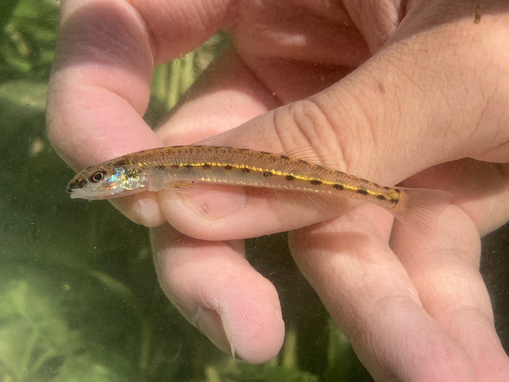 Eastern Sand Darter