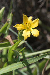 Sisyrinchium graminifolium
