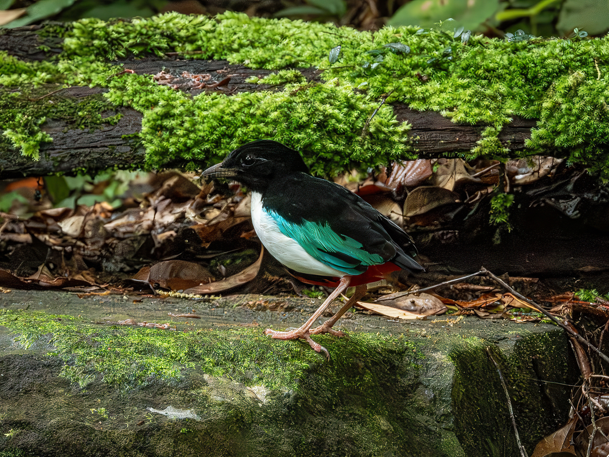 Ivory-breasted Pitta (Pitta maxima), photo 2