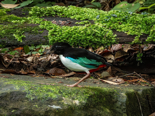 Ivory-breasted Pitta (Pitta maxima)