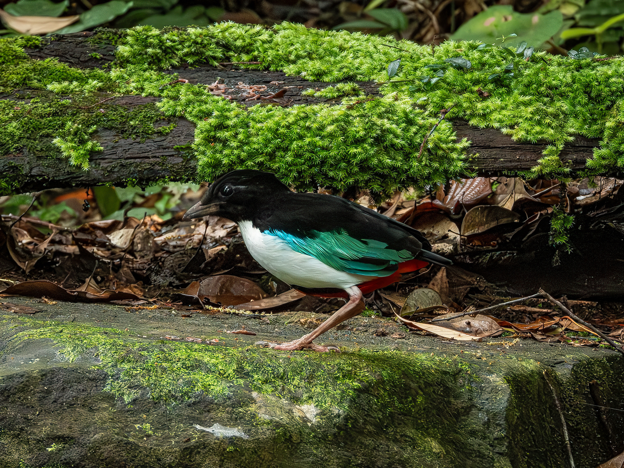 Ivory-breasted Pitta (Pitta maxima), photo 1
