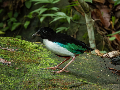 Ivory-breasted Pitta (Pitta maxima), photo 7