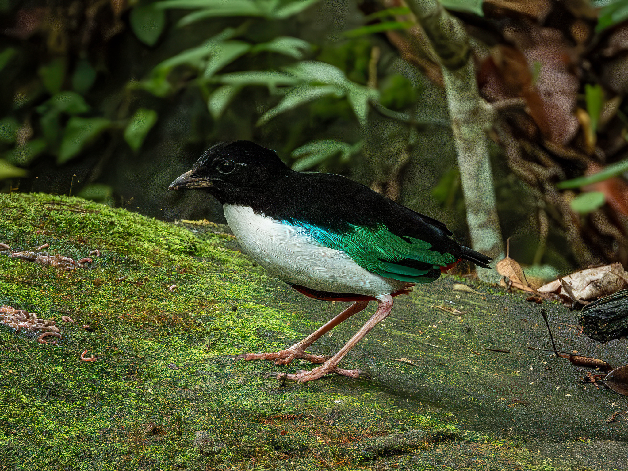 Ivory-breasted Pitta (Pitta maxima), photo 5