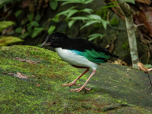 Ivory-breasted Pitta (Pitta maxima), photo 8