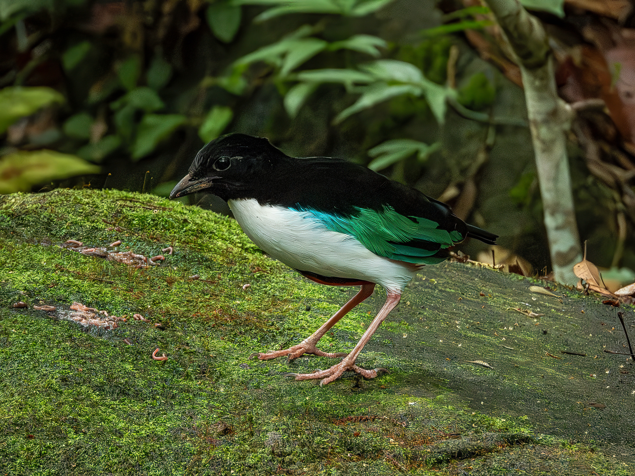 Ivory-breasted Pitta (Pitta maxima), photo 6