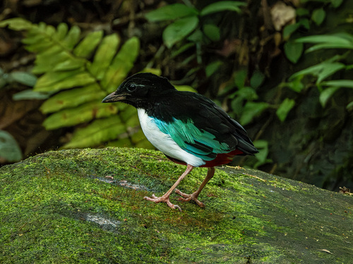Ivory-breasted Pitta (Pitta maxima), photo 9