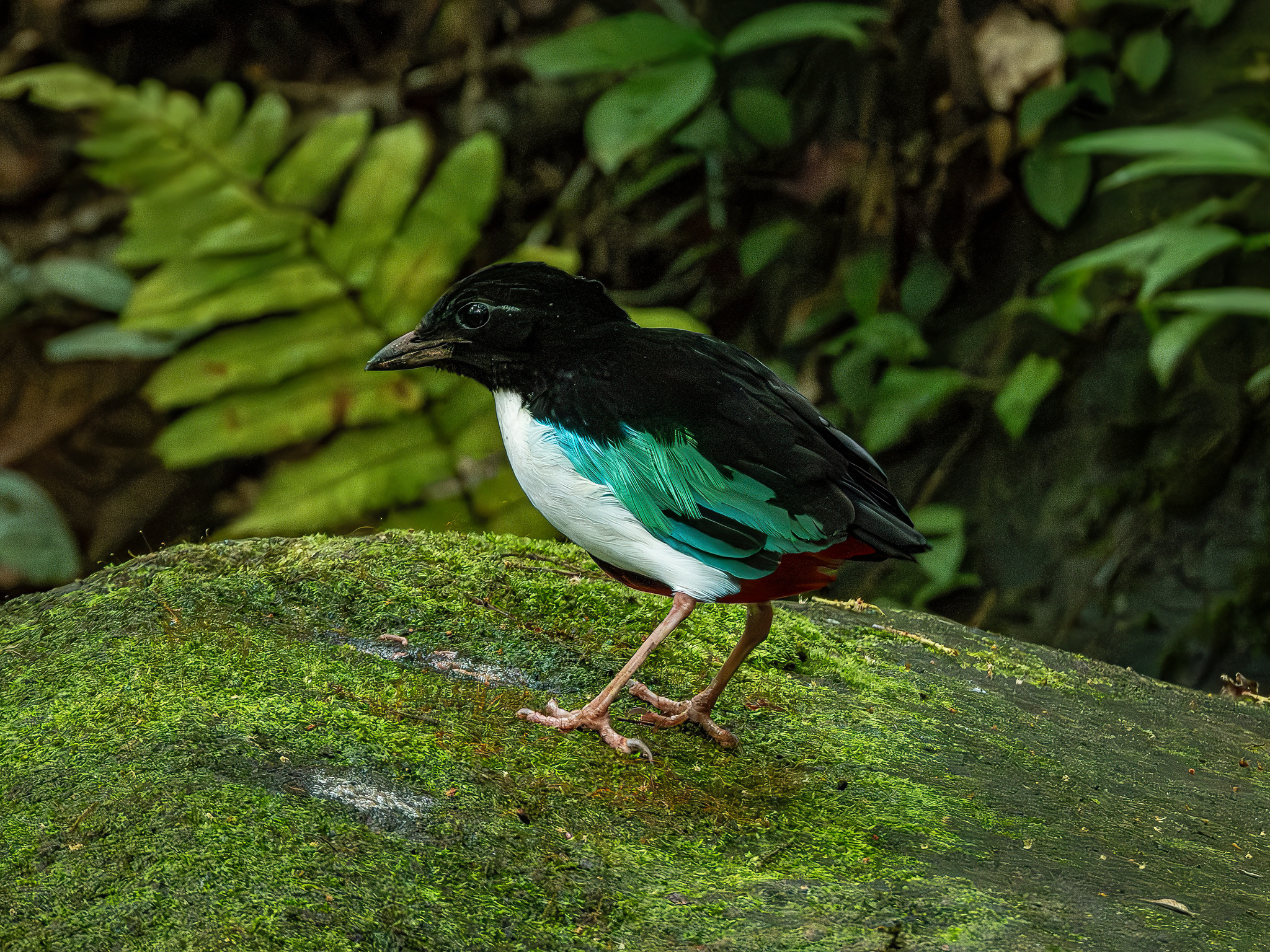Ivory-breasted Pitta (Pitta maxima), photo 7
