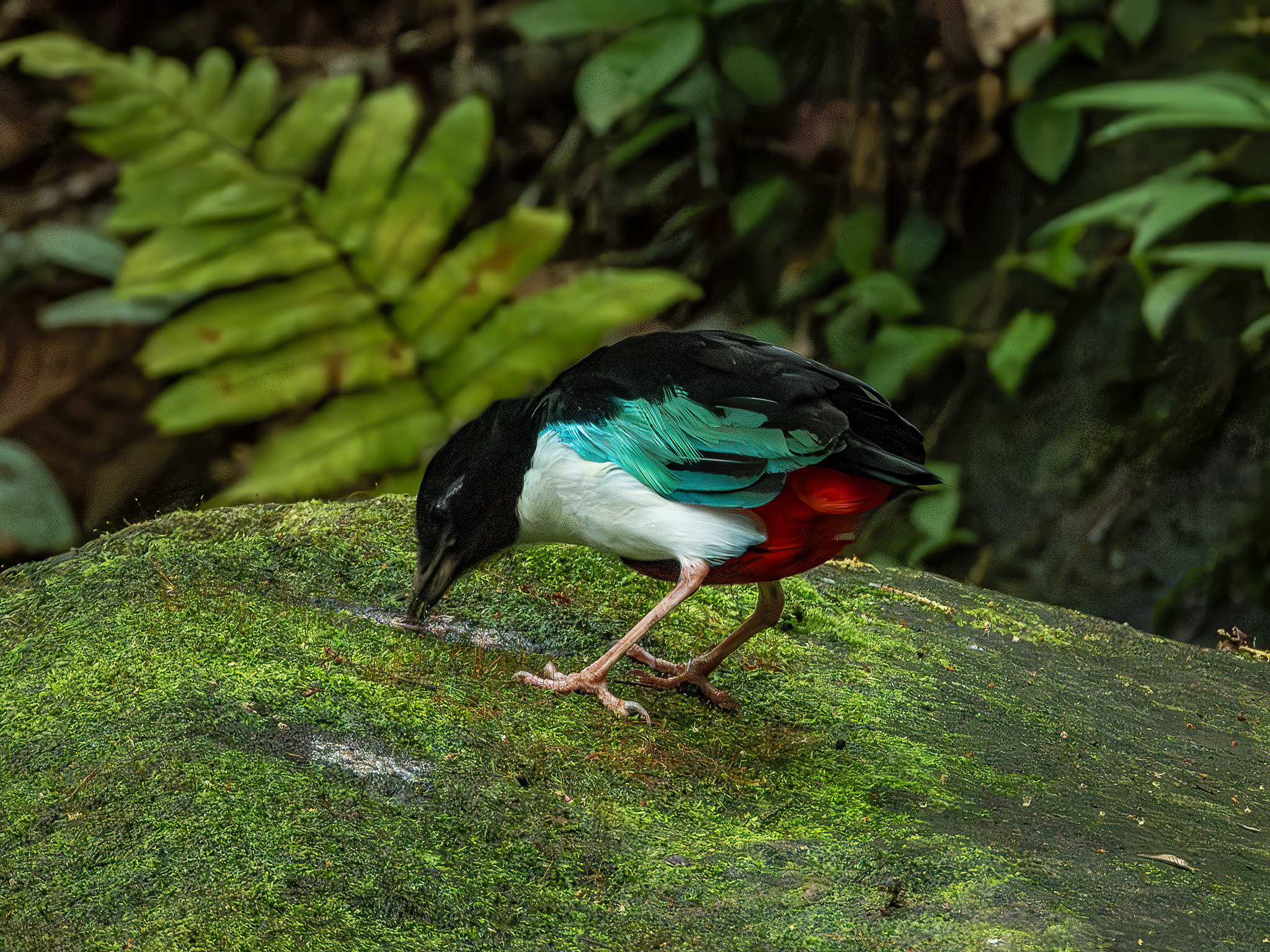 Ivory-breasted Pitta (Pitta maxima), photo 8