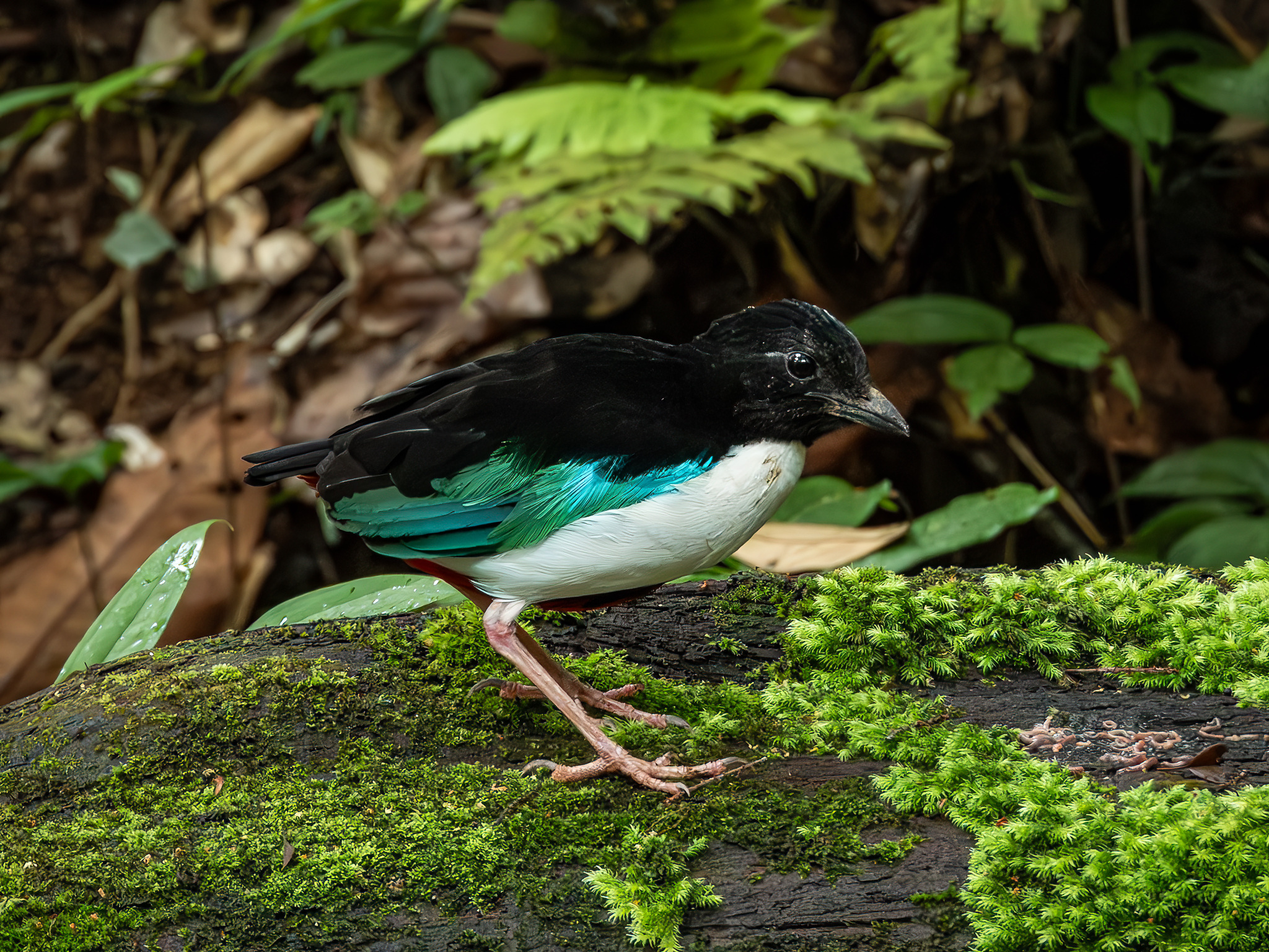 Ivory-breasted Pitta (Pitta maxima), photo 9