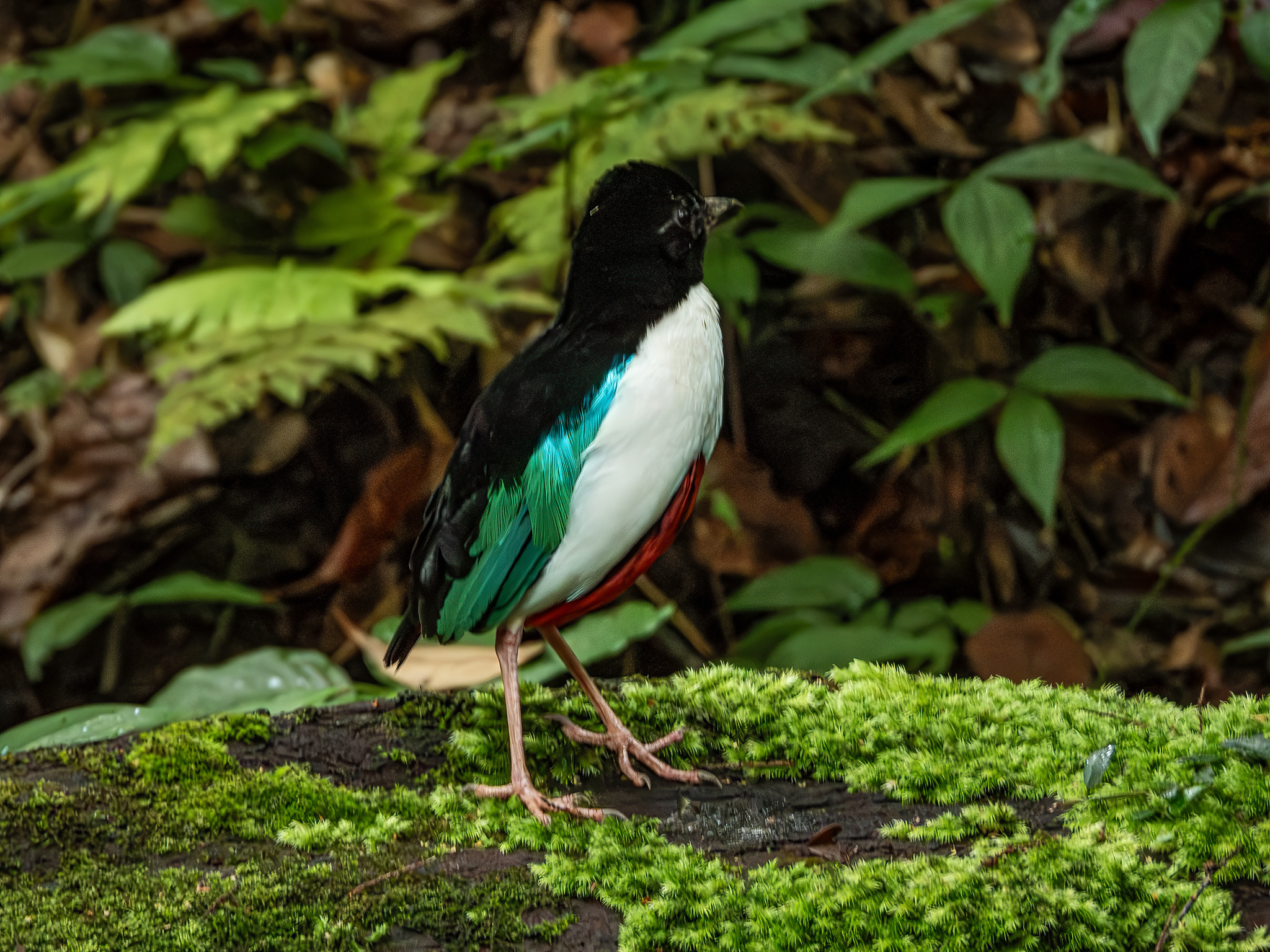 Ivory-breasted Pitta (Pitta maxima), photo 10