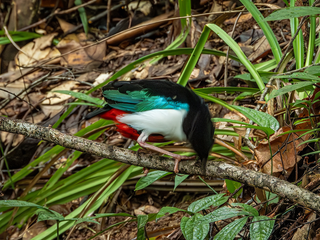 Ivory-breasted Pitta (Pitta maxima)