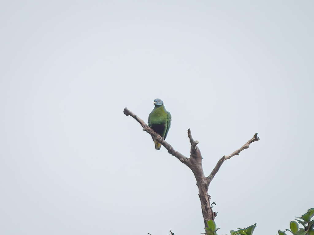 Gray-headed Fruit-Dove (Ptilinopus hyogastrus)