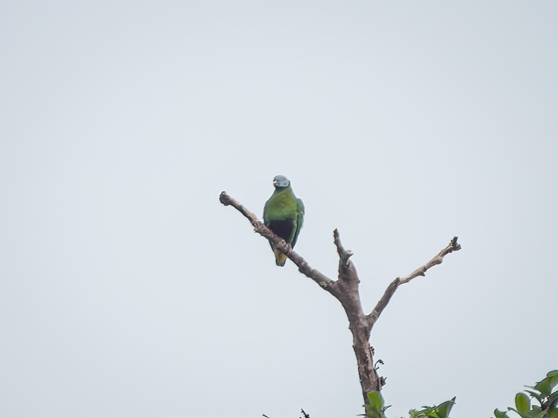 Grey-headed Fruit Dove (Ptilinopus hyogastrus), photo 2