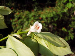 Codonanthopsis macradenia